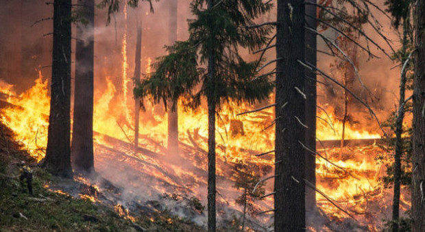 Da metà giugno ad oggi in fumo 26mila ettari di boschi