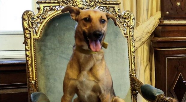Balca, cane del presidente Macri