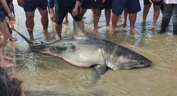 Lo squalo bianco lasciato morire in Nuova Zelanda (immagine pubbl da RNZ News)
