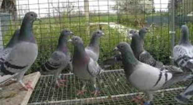 Ladri a caccia di preziosi volatili Rubati trenta piccioni viaggiatori