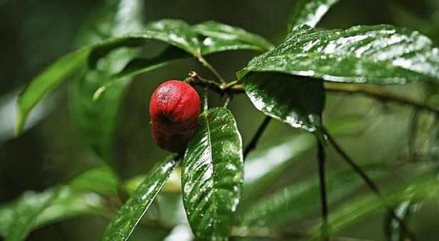 Questa bacca potrebbe salvarci per sempre dal cancro: ecco il frutto dell'albero ​Blushwood