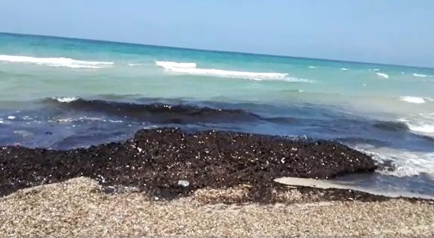 Distesa di alghe sul litorale nord di Lecce. Sos: «Pulite la spiaggia»