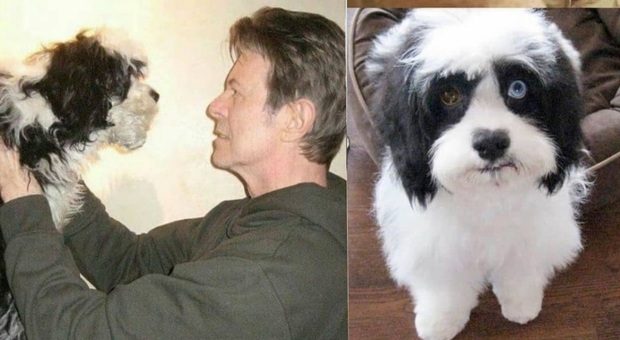 Morto Max, l'adorato cagnolino di David Bowie che aveva gli occhi come lui.