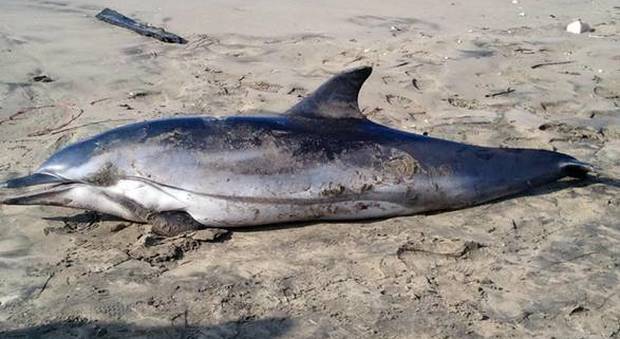 Moria di delfini sulle coste della Toscana, preoccupazione per gli esperti: scattano i controlli