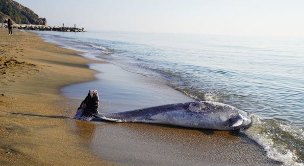 Delfino morto sulla spiaggia di Marina di Minturno