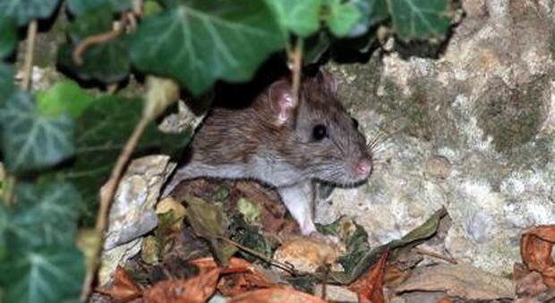 Choc sul lungomare: coppia in intimità attaccata da un topo