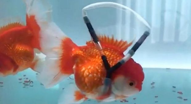 Pesce rosso disabile può nuotare di nuovo grazie alla “sedia a rotelle” costruita da stilista coreano