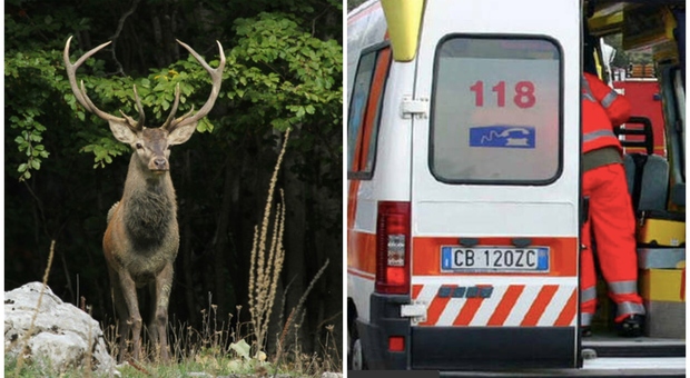Incidente frontale: cervo attraversa la strada e l'auto sbanda, morto un 62enne. Grave una donna