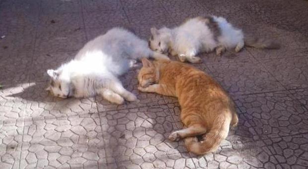 Latina, sterminata a Fondi una colonia di gatti: avvelenati perché miagolavano troppo