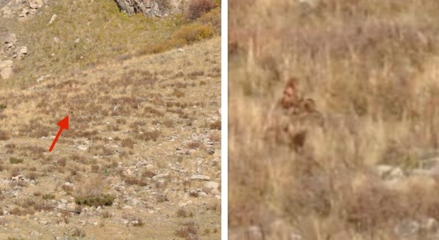 «È Bigfoot»: la creatura leggendaria avvistata da marito e moglie in vacanza. Le foto e il video: non abbiamo dubbi