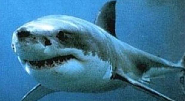 Bimbo di 11 anni morso da uno squalo in Florida: salvato in tempo dai bagnini
