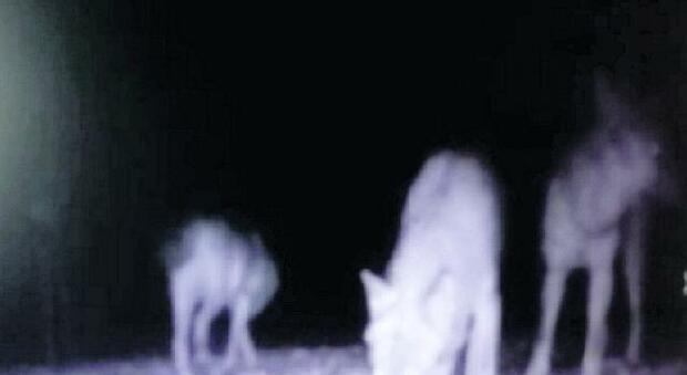 Parco del Circeo, avvistati 4 lupi a Sabaudia: cresce il branco