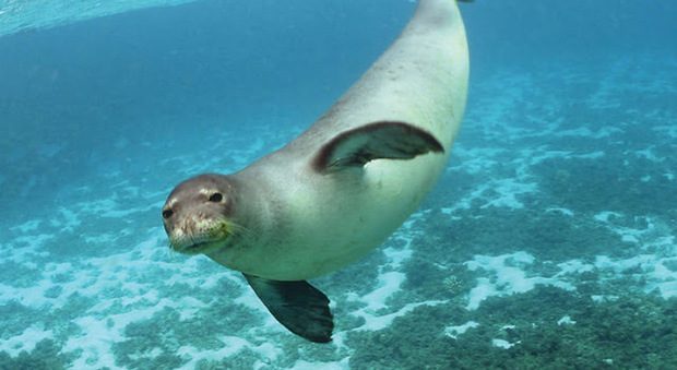 Gite in sottomarino e incontri con la foca monaca: paradiso Hawaii