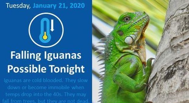 Florida, piovono iguane congelate dagli alberi: autorità preoccupate per il freddo record