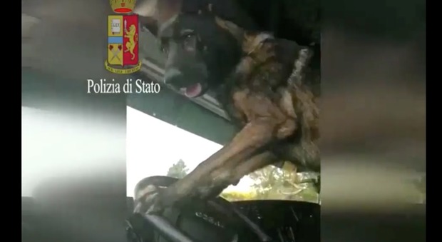 Gimbo, cane poliziotto, trova eroina nel camion e suona il clacson per avvisare gli agenti
