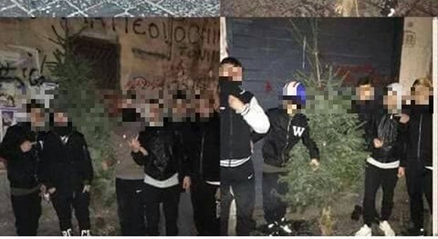 Napoli. Sfida tra baby gang a colpi di furti di alberi di Natale, post choc su Fb