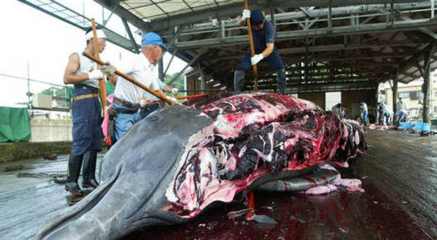 Balene, Corte Aja ordina a Giappone di sospendere caccia