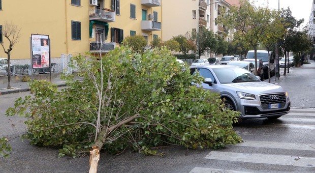 Bufera su Benevento, alberi caduti e danni al Museo del Sannio