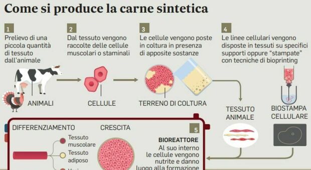 Carne sintetica, come si produce? Bistecche e filetti “coltivati” partendo dalle cellule degli animali