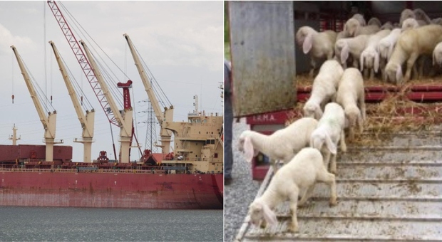 Pecore e mucche (16.000) bloccate su nave australiana in fuga dal Mar Rosso. La furia degli animalisti