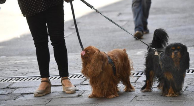 Lascia gli escrementi del cane sul marciapiede: incastrata dalle telecamere, arriva la maxi multa