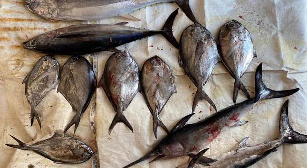 Ischia, stop ai pescatori fuorilegge: sequestrati pesce spada e tonno rosso
