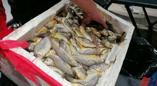 Nel bagaglio un quintale di pesce avariato, cinese arrestato in aeroporto