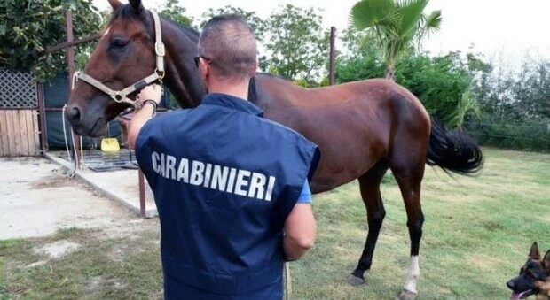 Roma, carabinieri ritrovano 6 cavalli rubati: multa record per un allevatore di Bracciano