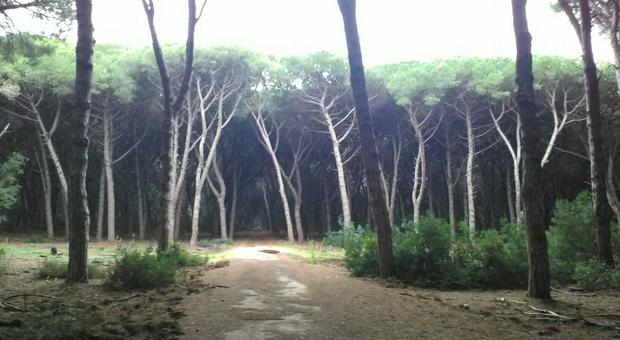 Maltempo, tromba d'aria devasta la Feniglia: 1000 pini distrutti