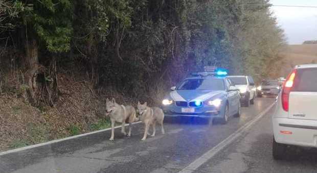 Cani lupo scappano per il maltempo: la polizia li scorta fino a casa