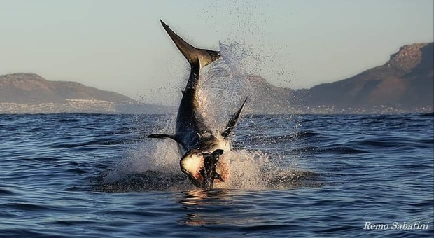 Il salto spettacolare di uno squalo bianco di 4,5 metri. (immag e video esclusivo di Remo Sabatini)