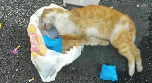 Giuliano, il gatto randagio seviziato e ucciso prima di essere abbandonato accanto all'auto della donna che lo accudiva