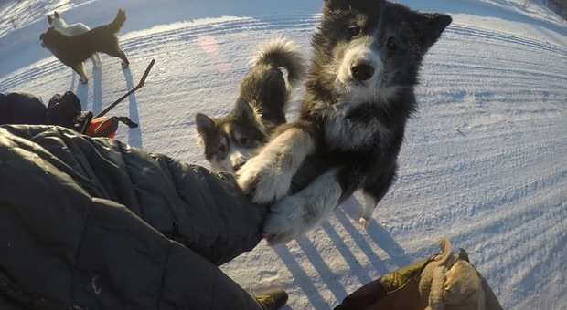 Siberia, Lorenzo Barone tra volpi golose di cioccolata e cani che lo inseguono: «Ma non volevano mangiarmi»