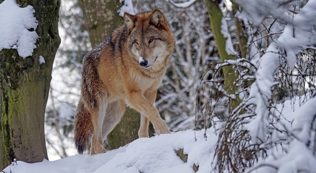 Non è colpa dei lupi se sono troppi: ma per garantire la loro salvaguardia bisogna accettare (anche) di abbatterli