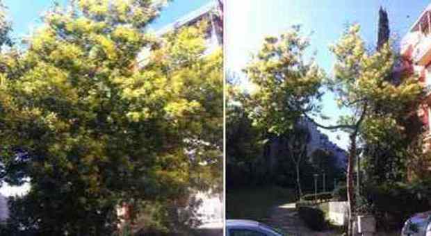 Roma, prima e dopo l'8 marzo: gli alberi di mimose distrutti dai venditori abusivi