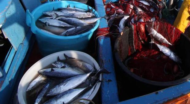 Campania, l'appello dei pescatori: «Il mare è tutto, liberate i nostri gozzi»