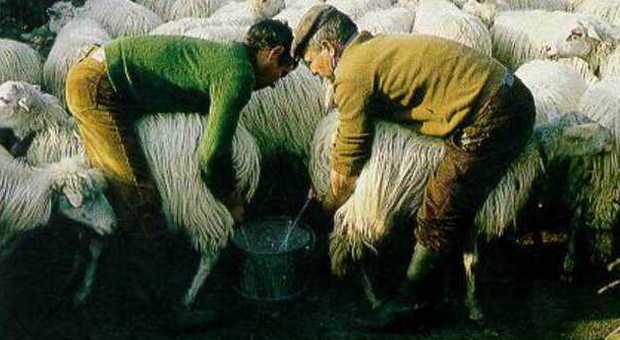 Latina, lingua blu: sequestrato gregge di pecore a Roccagorga