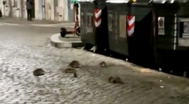 I topi attraversano la strada in pieno centro a Roma, la rabbia dei residenti: «Questo è un incubo»