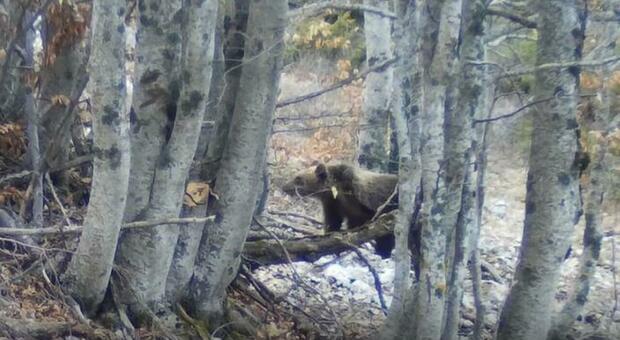 Un frame del video diffuso dal Parco con uno degli orsetti