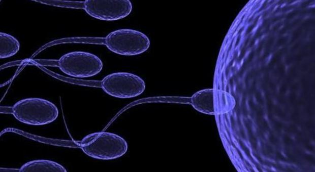 Gli spermatozoi in vitro diventano realtà: grande passo nella lotta all'infertilità