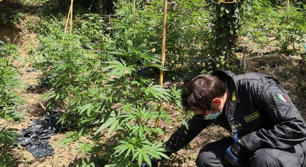 Sequestrata piantagione di marijuana a Marano: sotto accusa il proprietario dei terreni