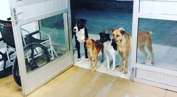 Senzatetto finisce in ospedale, i suoi cani lo aspettano fuori dalla porta