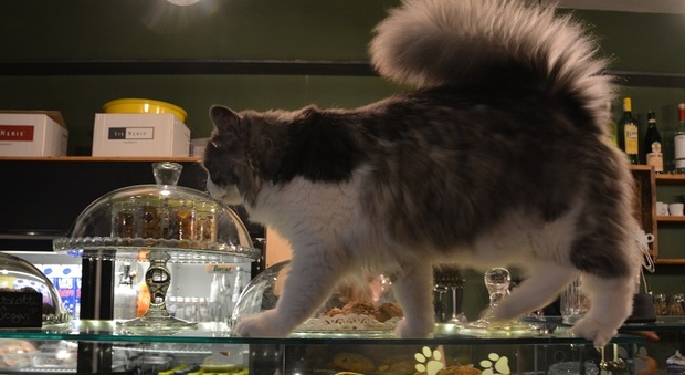 Leonida passeggia sul banco del bar dei gatti a Martignacco