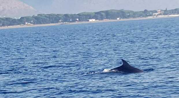 Venti delfini nelle acque di Terracina, la foto scattate da un'imbarcazione
