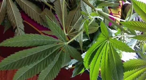 Polverigi, coltiva marijuana in casa Nei guai un operaio di 38 anni
