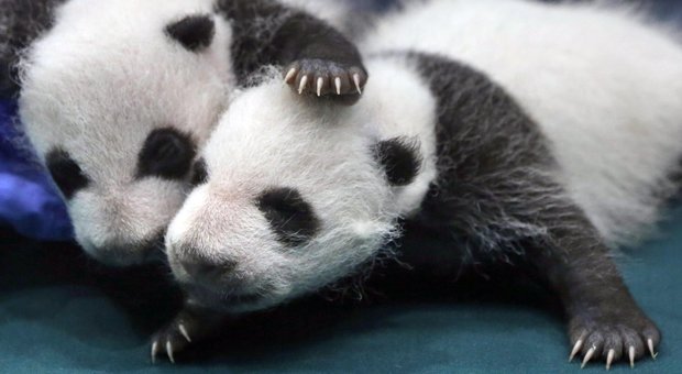 A Berlino lo zoo tenta di far riprodurre due panda