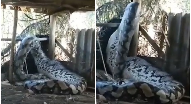 Pitone gigante catturato in India, il video impressionante: «Aveva appena ingerito una grossa preda»