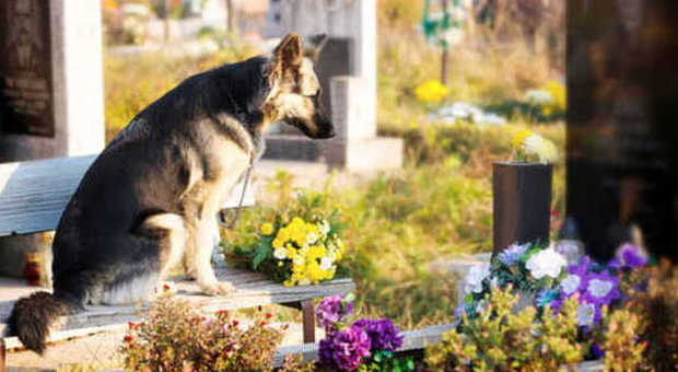 Rivoluzione a Milano, cani e gatti potranno entrare nei cimiteri con i padroni