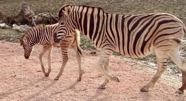 Falconara, fiocco azzurro allo zoo: appena nato un cucciolo di zebra