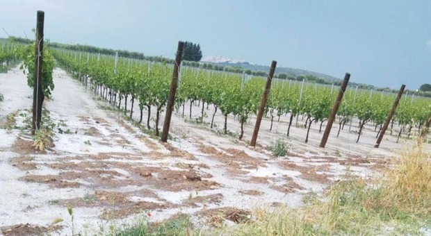 Grandine e piogge sulla Puglia: danni ai vigneti e alle piantagioni. «Un anno intero perso»